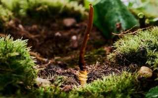 16 歲小孩怎么吃鮮冬蟲(chóng)夏草