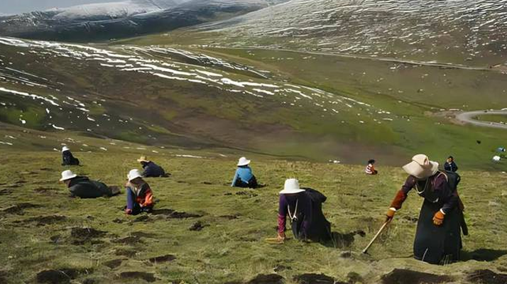 西藏鮮冬蟲(chóng)夏草<a href=http://m.ioytjgh.cn/ target=_blank class=infotextkey><a href=http://m.ioytjgh.cn/s/nqcc/ target=_blank class=infotextkey>那曲蟲(chóng)草</a></a>