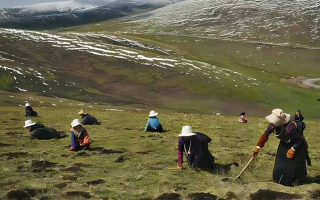 西藏鮮冬蟲(chóng)夏草那曲蟲(chóng)草