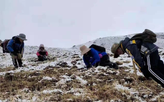 冬蟲夏草核心產區(qū)行情