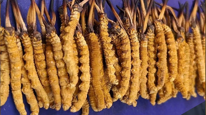 那曲新鮮<a href=http://m.ioytjgh.cn/jianbie/ target=_blank class=infotextkey>冬蟲(chóng)夏草鑒別</a>