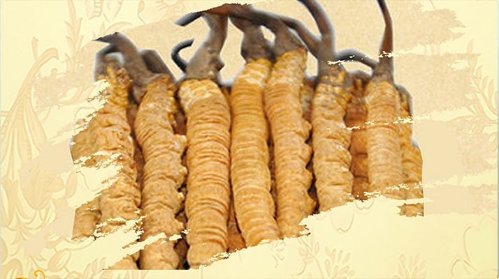 冬蟲夏草藥用價值很高嗎