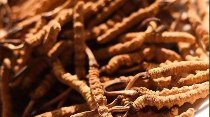 野生<a href=http://m.ioytjgh.cn/jiage/ target=_blank class=infotextkey>冬蟲夏草多少錢</a>一克