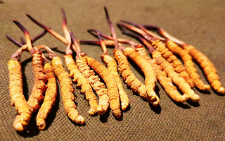 到底什么是冬蟲(chóng)夏草