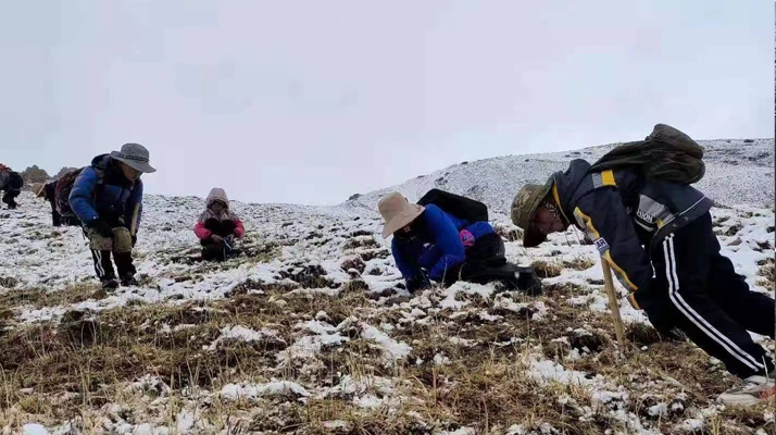 西藏冬蟲夏草如何采摘