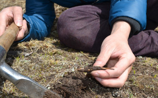 怎樣鑒別冬蟲夏草的產(chǎn)地