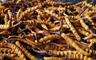 冬蟲(chóng)夏草一斤大概有多少根