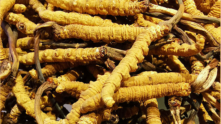 如何買正宗的冬蟲夏草