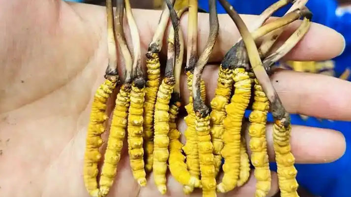 <a href=http://m.ioytjgh.cn/ target=_blank class=infotextkey><a href=http://m.ioytjgh.cn/s/nqcc/ target=_blank class=infotextkey>那曲冬蟲夏草</a></a>正品頭期