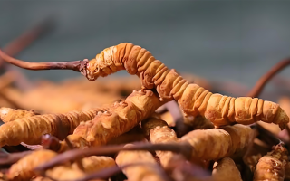 冬蟲夏草每克有幾條呢