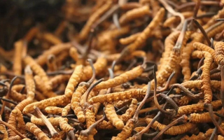 在哪里買(mǎi)到冬蟲(chóng)夏草真品