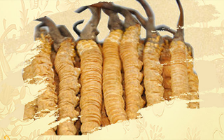 冬蟲(chóng)夏草夏天如何保存