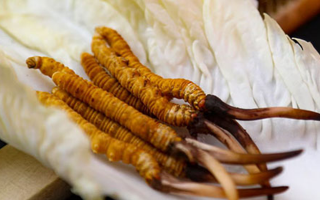 冬蟲夏草可不能否泡水喝：你不可不知的健康秘密