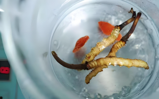 冬蟲夏草一天長多少株正常？揭開“靈芝之王”的成長秘密