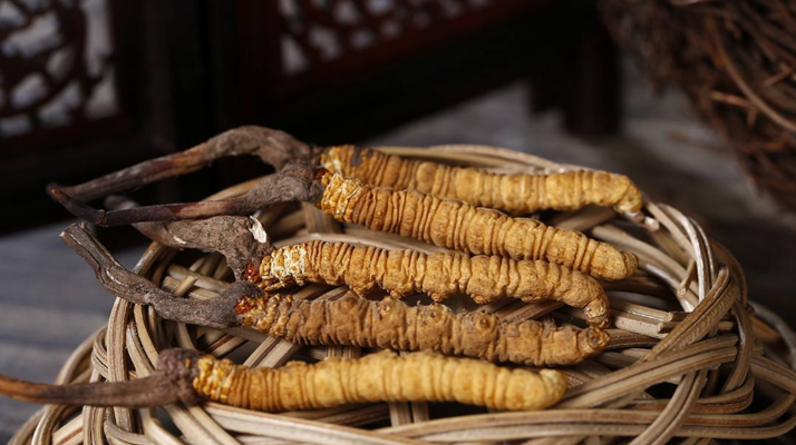 新鮮<a href=http://m.ioytjgh.cn/jiage/ target=_blank class=infotextkey>冬蟲(chóng)夏草的價(jià)格</a>一根