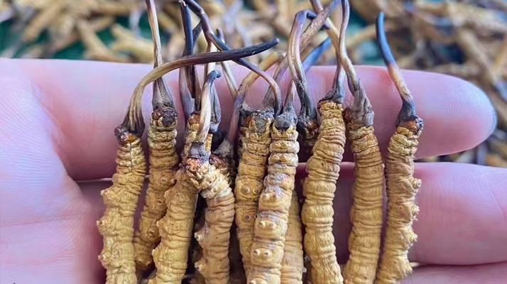 那曲<a href=http://m.ioytjgh.cn/jiage/ target=_blank class=infotextkey>冬蟲夏草多少錢</a>一斤