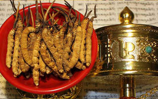 冬蟲(chóng)夏草多久有效果