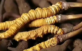 春季冬蟲夏草怎么保存