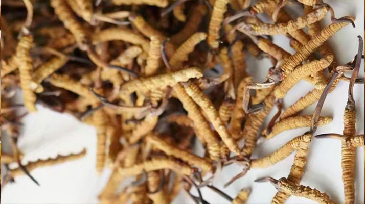 野生<a href=http://m.ioytjgh.cn/jiage/ target=_blank class=infotextkey>冬蟲夏草價(jià)格</a>揭秘：多因素交織下的市場(chǎng)行情