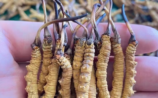 冬蟲夏草等級怎么辨別？專業(yè)指南教你識別優(yōu)劣真?zhèn)?> </div>
            <div   id=