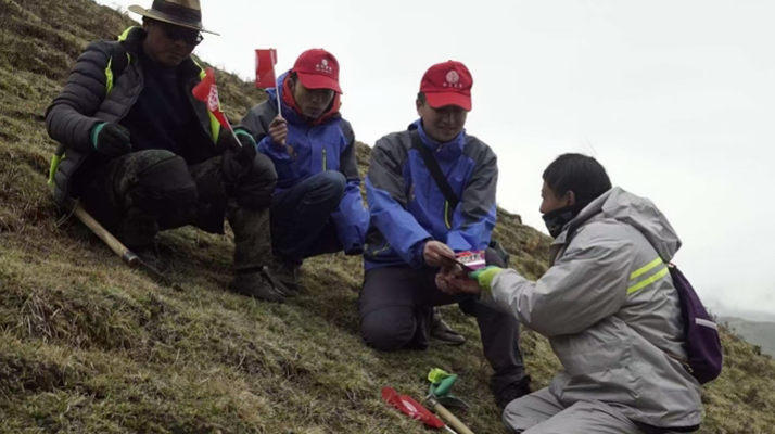 冬蟲夏草：把握最佳采摘季，守護自然饋贈
