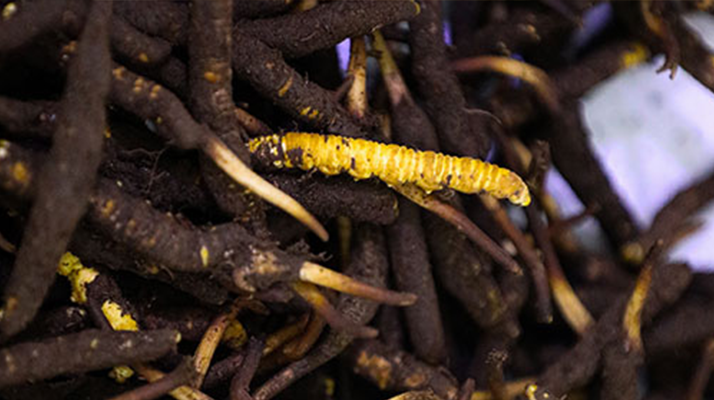 新鮮冬蟲夏草可以冷凍嗎？科學(xué)保存指南來了