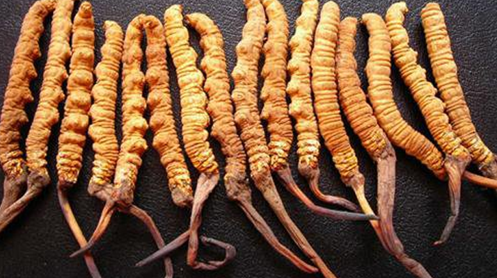 深圳冬蟲夏草價格指南：一克多少錢？