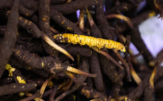 新鮮冬蟲(chóng)夏草可以冷凍嗎？科學(xué)保存指南來(lái)了