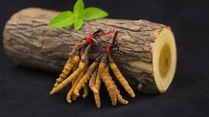 冬蟲(chóng)夏草一開(kāi)始長(zhǎng)什么樣?從幼蟲(chóng)到蟲(chóng)草雛形的生長(zhǎng)歷程