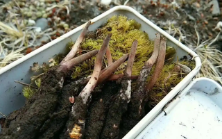 最新鮮的冬蟲(chóng)夏草怎么吃?