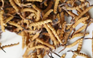 探尋正宗冬蟲夏草的產(chǎn)地