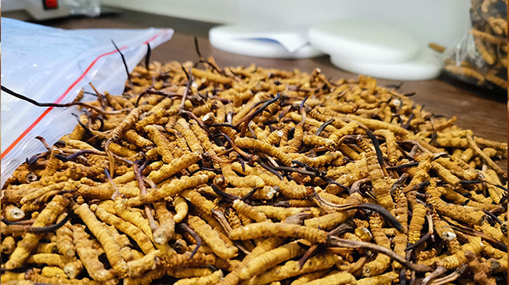 冬蟲(chóng)夏草正確用法指南：解鎖滋補(bǔ)珍品的養(yǎng)生密碼