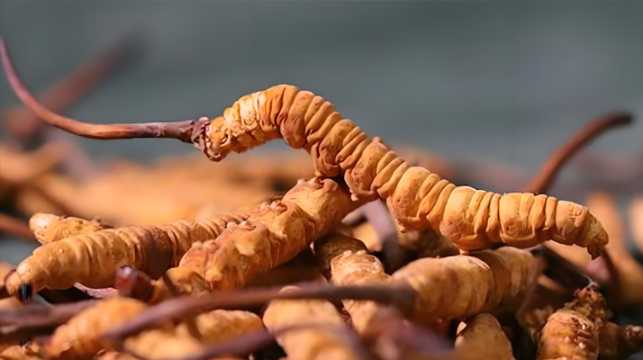 冬蟲夏草泡酒全攻略：所需材料、選材標準與準備指南