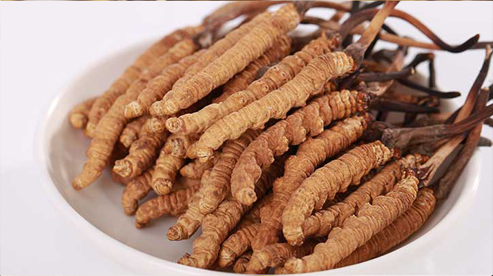 一只冬蟲(chóng)夏草能泡多少酒？