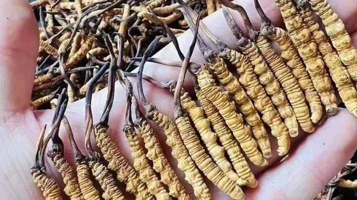 冬蟲(chóng)夏草適宜哪些人群？