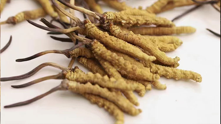 長(zhǎng)期吃冬蟲(chóng)夏草會(huì)怎么樣？從益處到注意事項(xiàng)詳解