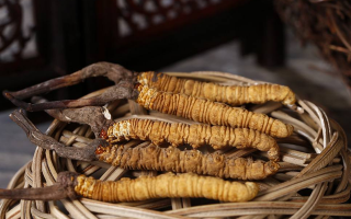 冬蟲夏草煲湯怎么煲好喝？營養(yǎng)與口感雙優(yōu)的實用指南