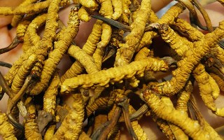 煮冬蟲夏草水能否泡茶？正確飲用方式與誤區(qū)解析