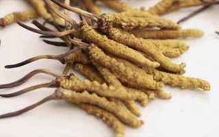 冬蟲(chóng)夏草的形成過(guò)程：解密蟲(chóng)菌共生的自然奇觀