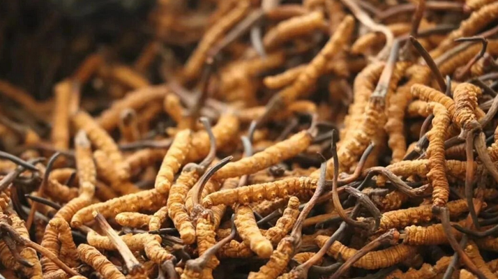 冬蟲夏草現(xiàn)在多少錢？價(jià)格探秘