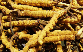 新鮮冬蟲(chóng)夏草一克多少錢？?jī)r(jià)格影響因素全解析