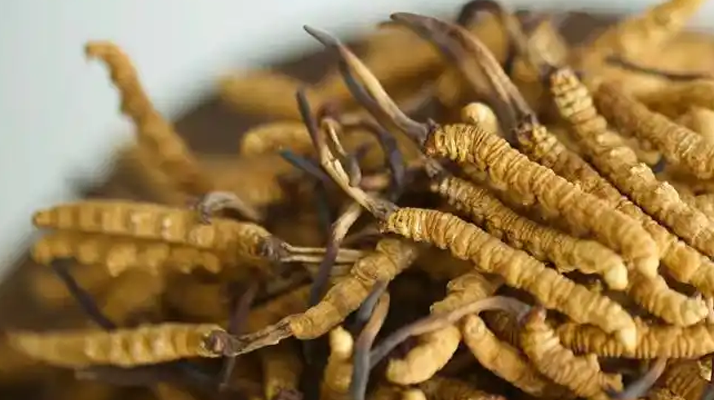 探秘正宗野生冬蟲夏草價(jià)格:多因素交織下的市場(chǎng)行情