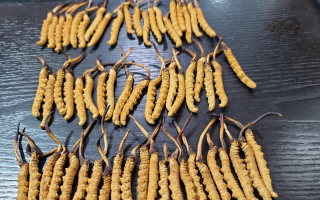 野生冬蟲夏草泡酒比例詳解：掌握黃金配比，泡出滋補好酒