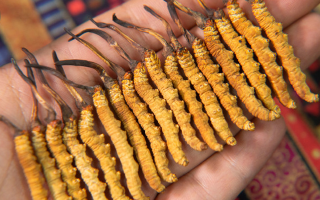 新鮮冬蟲夏草能泡酒嗎？掌握3個關(guān)鍵，滋補不踩雷