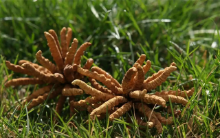 冬蟲夏草值那么多錢嗎？拆解價值與價格的真相