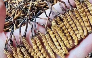 冬蟲夏草治什么病最好用？科學解讀其輔助調(diào)理作用