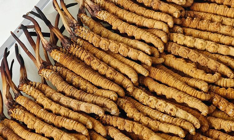 冬蟲(chóng)夏草藥材成分解析