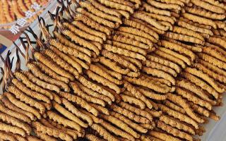 斷的冬蟲夏草：效果是否打折？科學(xué)解讀與實(shí)用建議