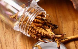 冬蟲夏草多少錢一條？2025 年單條價(jià)格換算與選購(gòu)攻略