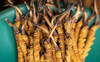 冬蟲夏草有什么作用？這些食用方法要知道